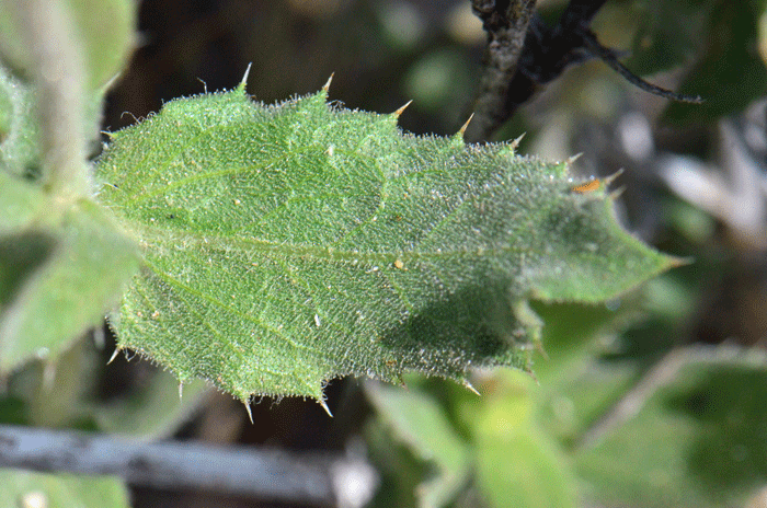 Mojave Woodyaster has green leaves up to a maximum of 4 inches long with a soft hairy glandular pubescence and spiny teeth along the leaf margins. Xylorhiza tortifolia